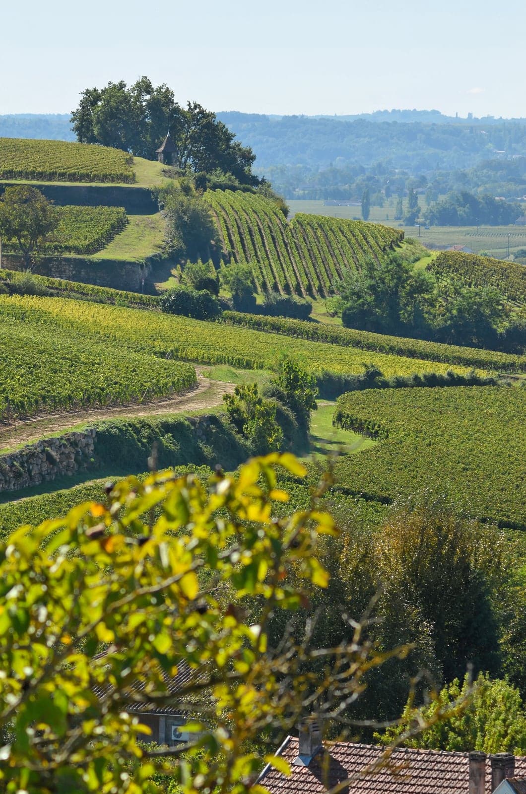 Rangées de vignes sur les coteaux de Saint-Émilion, dans le Libournais.